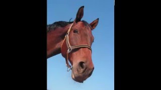 Horse whinny  Sound effects [upl. by Eno768]