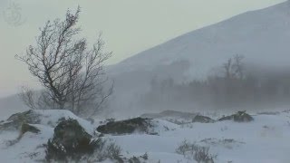 💨 Winter Landscape in the Highlands of Norway with Cold Blowing Storm Sounds for Many Restful Hours [upl. by Gilman]