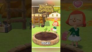 New TREE Released TODAY in ANIMAL CROSSING shorts animalcrossing acnh [upl. by Aivilo]