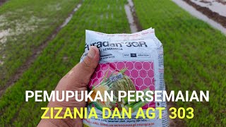 PEMUPUKAN PERSEMAIAN PADI ZIZANIA DAN AGT 303 [upl. by Durston]