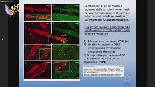 Il sistema muscolare nella fibromialgia  Roberto Casale [upl. by Nueoht]