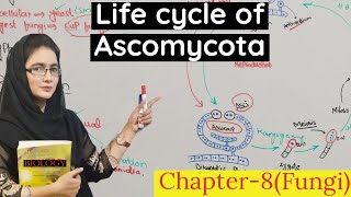 Ascomycota class 11 life cycle of Ascomycota  urduhindi [upl. by Okoy166]