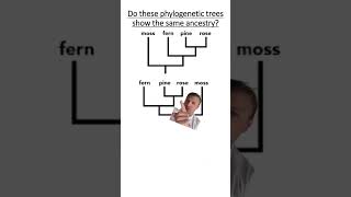 Phylogenetics [upl. by Joo]