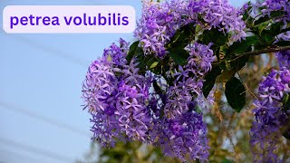 Ultimate Guide to Stunning Petrea Volubilis Care Tips Pruning Techniques amp More  malicreations726 [upl. by Nnylav]