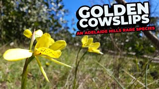 Golden Cowslip Orchids  An Adelaide Hills Rare Species [upl. by Anaeg]