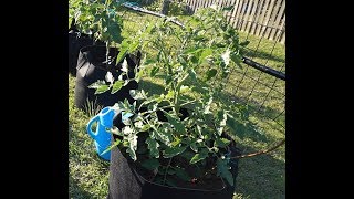 How To Prune Tomato Plants For Productivity And Disease Resistance [upl. by Acinnod]