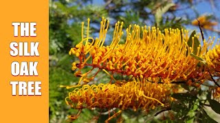 The Silk Oak tree Grevillea robusta [upl. by Nuahc]