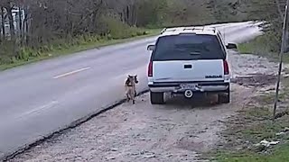 Surveillance video captures man abandoning dog on side of Dallas street [upl. by Junette69]