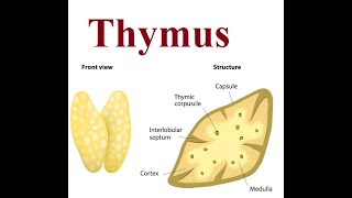 Thymus structure and functions  2024 [upl. by Cutlerr]