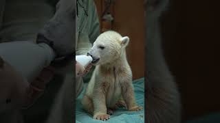 Rescuing an Emaciated Polar Bear Cub Due to Lack of Food shorts animalsrescuecute [upl. by Blasius]