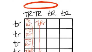 83b Punnett Squares III  dihybrid crosses [upl. by Alleb327]