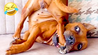 FUNNIEST Pet Fails Of 2023 🤣 Try Not To Laugh [upl. by Kubetz]