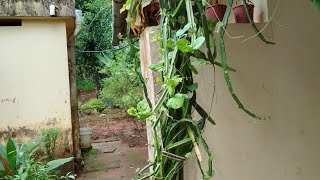 ചങ്ങലംപരണ്ട Bone Setter Devils Backbone plants tree kerala thiruvananthapuram nature [upl. by Bud]