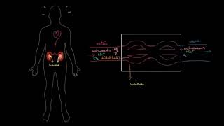 Anatomie et fonctionnement des reins [upl. by Atinniuq624]