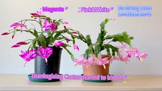 Thanksgiving Cactuses in Bloom – Care Tips in Description Belowplants christmascactus [upl. by Nawram]