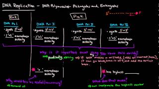 DNA Replication Part 2 of 3  DNA Polymerases  Prokaryotes and Eukaryotes Comparison [upl. by Aneleh741]