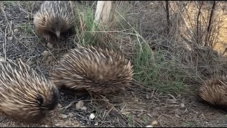 Amazing amp Rare Echidna Train on Kangaroo Island  Exceptional Kangaroo Island [upl. by Crespo239]