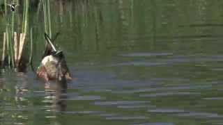 Male Northern Shoveler dabbling to feed [upl. by Aknaib]