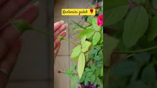 Kashmiri gulabkashmir kashmiri rose rosé roses rosegardeninggulabshortsshortvideocaretips [upl. by Eliza]