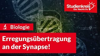 Erregungsübertragung an der Synapse  Biologie verstehen mit dem Studienkreis [upl. by Constance]