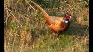 Fasan  pheasants [upl. by Everson]