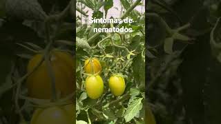 Síntomas de nematodos jitomate greenhouse agriculture invernaderos tomate tomato empaque [upl. by Luapnhoj]