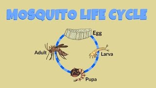 Mosquito Life Cycle  Life Cycle of a Mosquito [upl. by Nade]