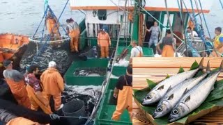 Grande pesca de quotcavalinhasquot em Angra fantástico [upl. by Hahsia104]