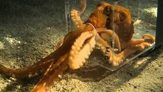 Octopus escaping through a 1 inch diameter hole [upl. by Aurea375]