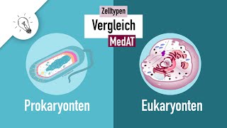 Zelltypen I  Prokaryonten vs Eukaryonten  MedAT  Biologie [upl. by Nairrad]