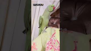 Humara rio kiya app ka Perrotb aysii batainn karta hai  ytshorts pets pet [upl. by Yeargain]