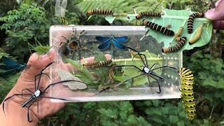 hunting insect in the wild‼️catch golden orb spider dragonfly poisonous caterpillar weaver spider [upl. by Carberry]