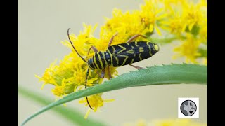 Cyllène du robinierLocust Borer Megacyllene robiniae [upl. by Josey]