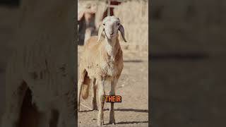 why goats freeze when scared shorts animals animalkingdom goats animalfacts goatfacts [upl. by Eyoj372]