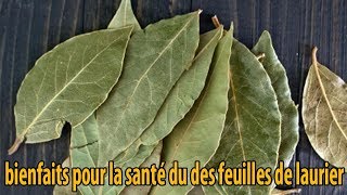 bienfaits pour la santé du des feuilles de laurier  conseils [upl. by Waldon]