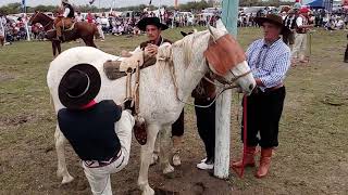 Jineteadas de caballos Campero Tv [upl. by Lefkowitz]