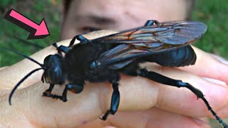 GIGANTIC WASP Discovered in the RAINFOREST Sphex ingens [upl. by Allina]