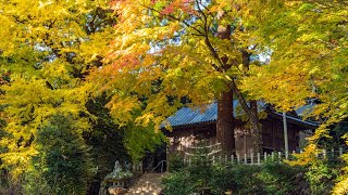 雷神社 Ikazuchi Jinja [upl. by Elwaine]