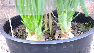 How to grow Shallots or Green Onions in Pots in your Yard or on a Patio [upl. by Nuahc18]