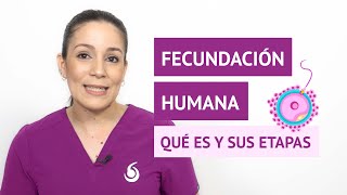 ¿Qué es la fecundación humana y cuáles son sus etapas [upl. by Marashio]