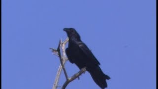 Grand corbeau  Kolkrabe Common Raven Corvus corax [upl. by Ben]