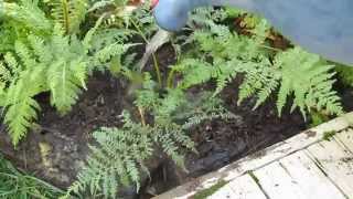 Grow Tree Ferns [upl. by Etiam]