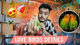 Love Birds detail video 🦜  Love Birds Food Diet [upl. by Llesirg]