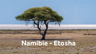 Roadtrip Namibie 2023 Part 1 Etosha [upl. by Bostow247]