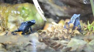 dendrobates tinctorius azureus [upl. by Harp20]