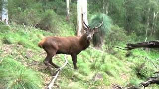 ROARING RED STAG UNDER 2m [upl. by Nillok344]