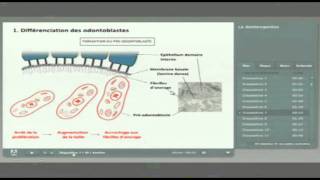 JeanChristophe FARGES  Morphogenèse cranofaciale et Odontogenèse  UNF3S [upl. by Flosi]