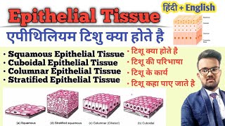 Tissue in Hindi  Epithelial Tissue  Types of Epithelial Tissue  Function of Tissue  उत्तक [upl. by Zurn]