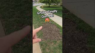 Grubs Are Killing Your Lawn Overnight Fix for 2024 [upl. by Neelyad]