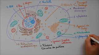 Structure cellulaire 2  ribosome lysosome mitochondrie cytosquelette centrosome [upl. by Tolley]